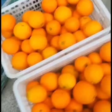 四川广元苍溪脐橙香甜美味
