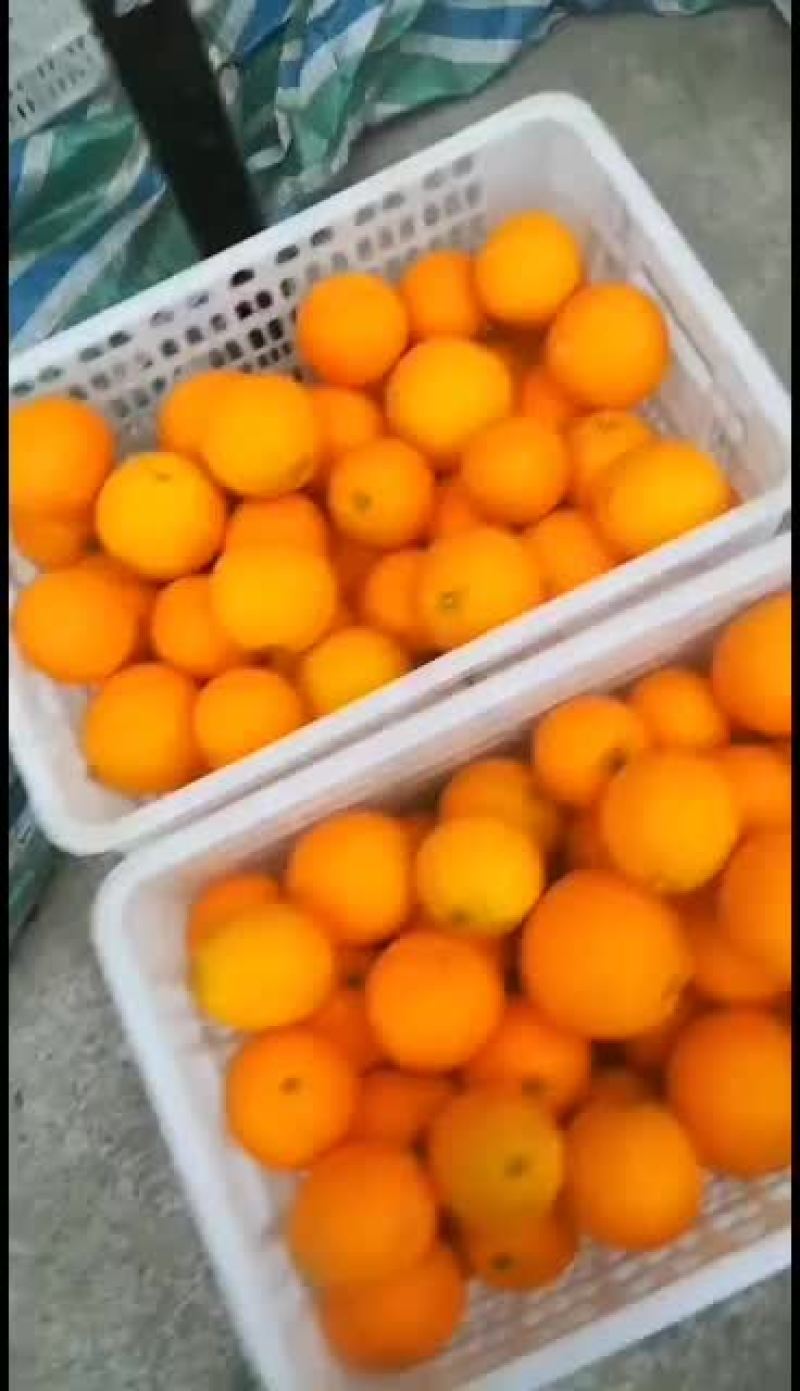 四川广元苍溪脐橙香甜美味
