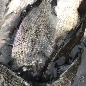 大量出售活黑鲷规格0.8到，1.2