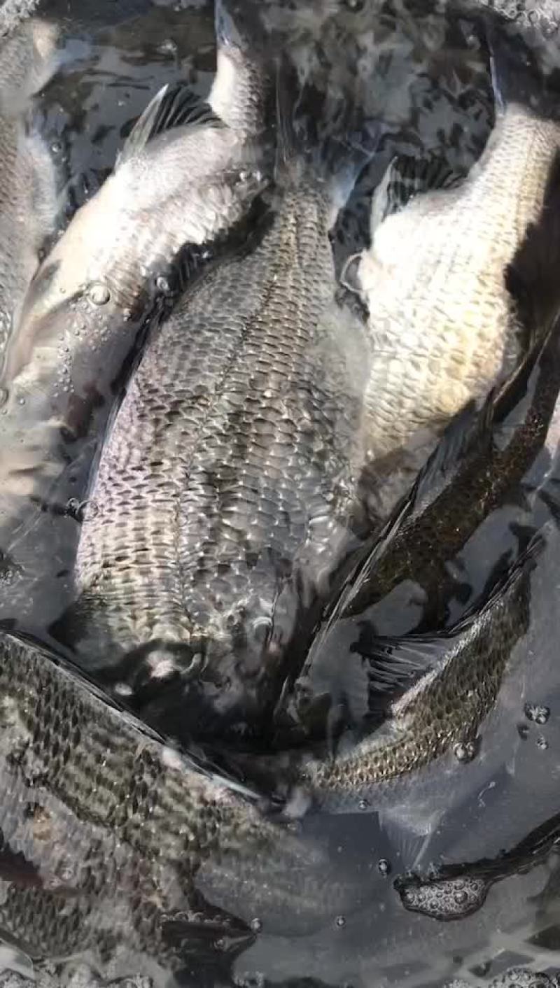 大量出售活黑鲷规格0.8到，1.2