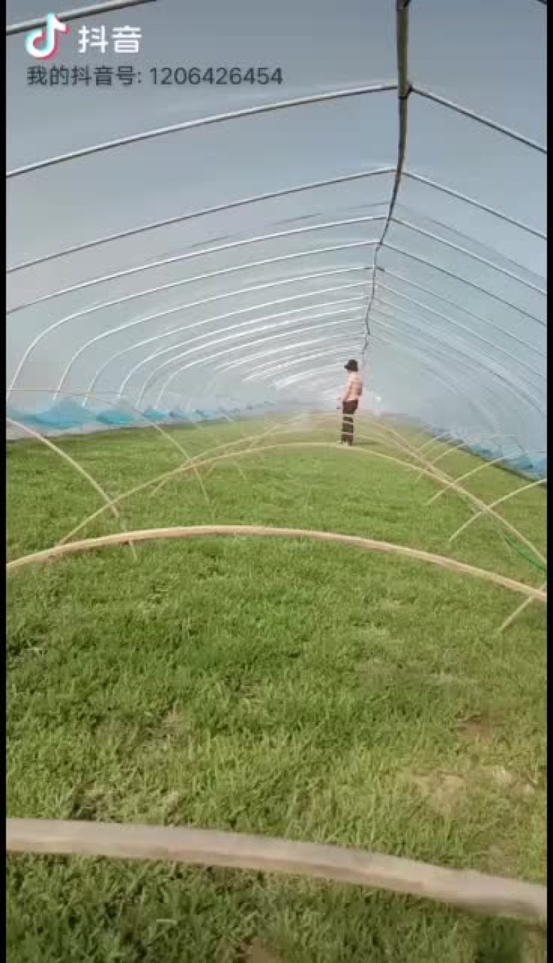 芦蒿专业种植，销售代办
