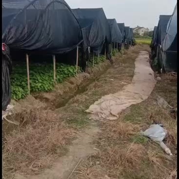 主要供应各种规格的八角金盘
