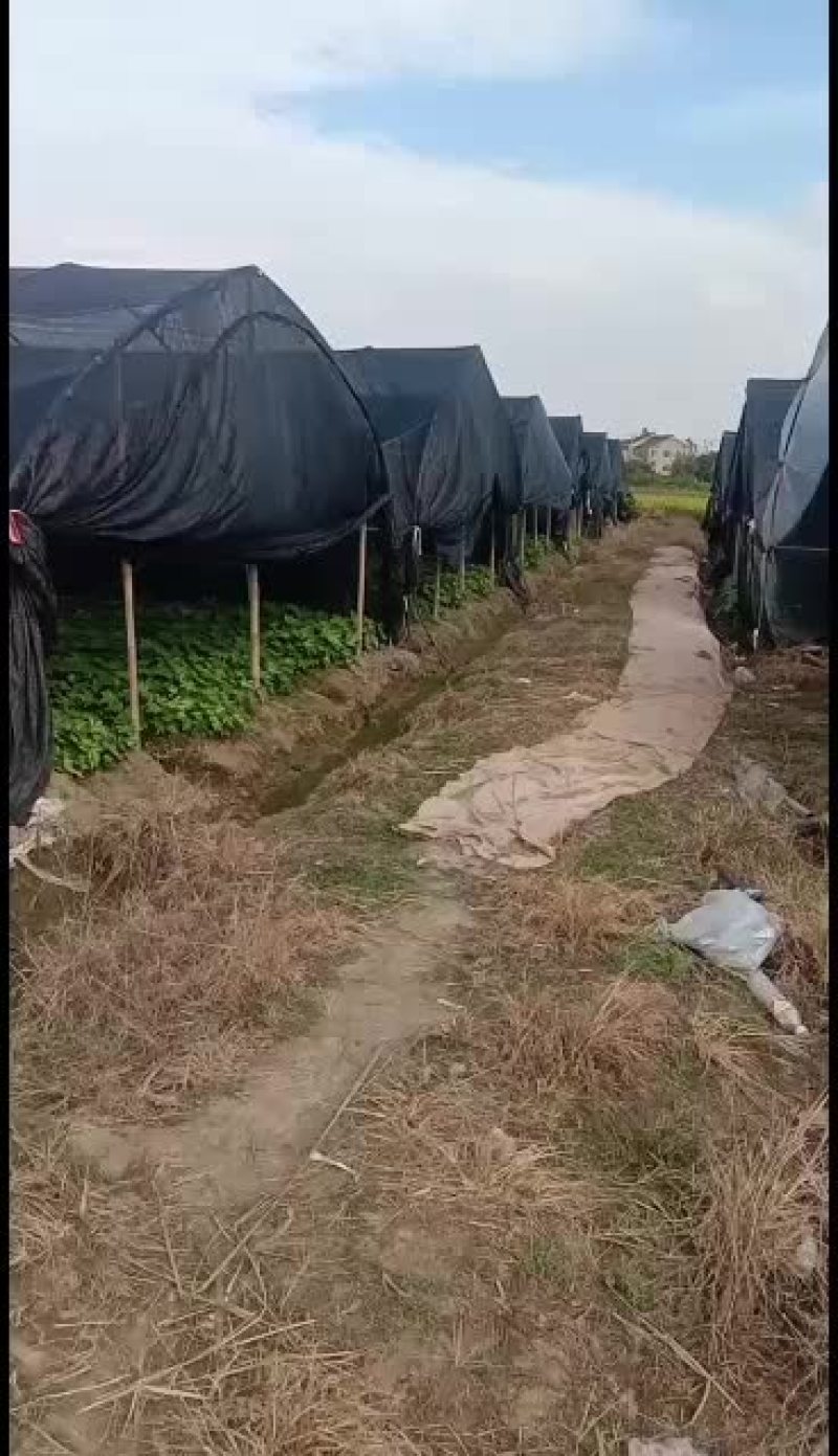 主要供应各种规格的八角金盘