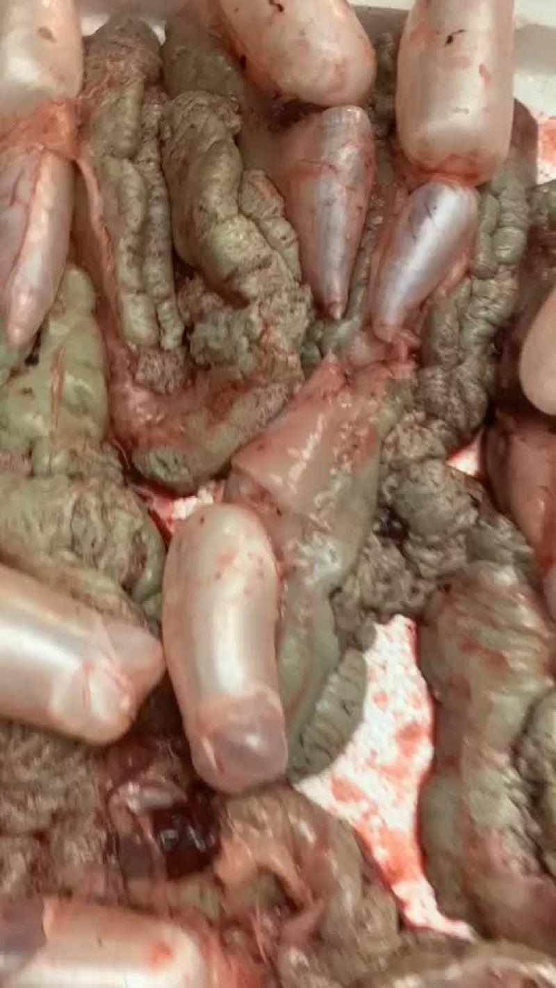 现杀新鲜鲤鱼籽诚信经营