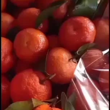 专业代办南丰砂糖橘，