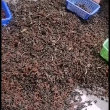 八角在树上自然干的批发价走量