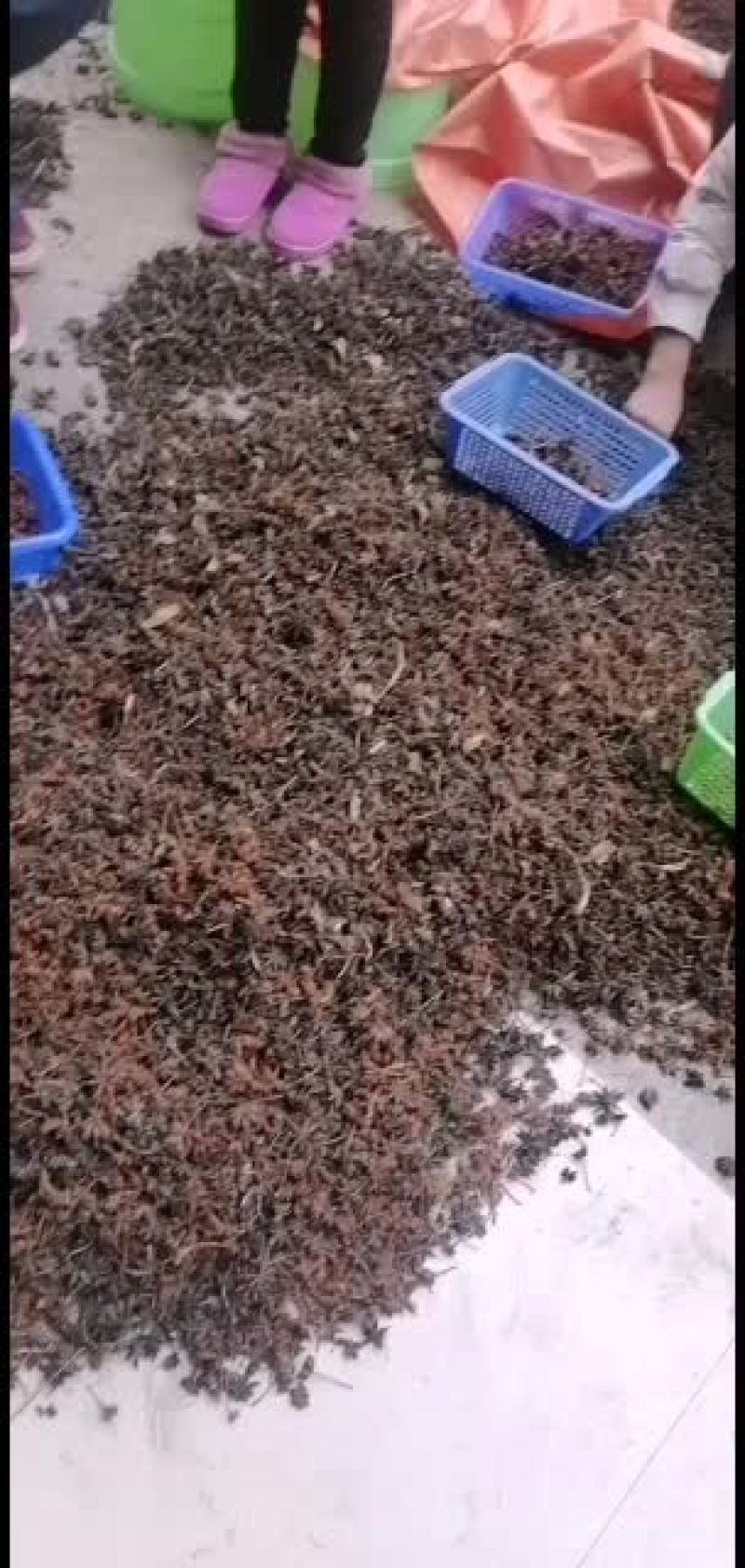 八角在树上自然干的批发价走量