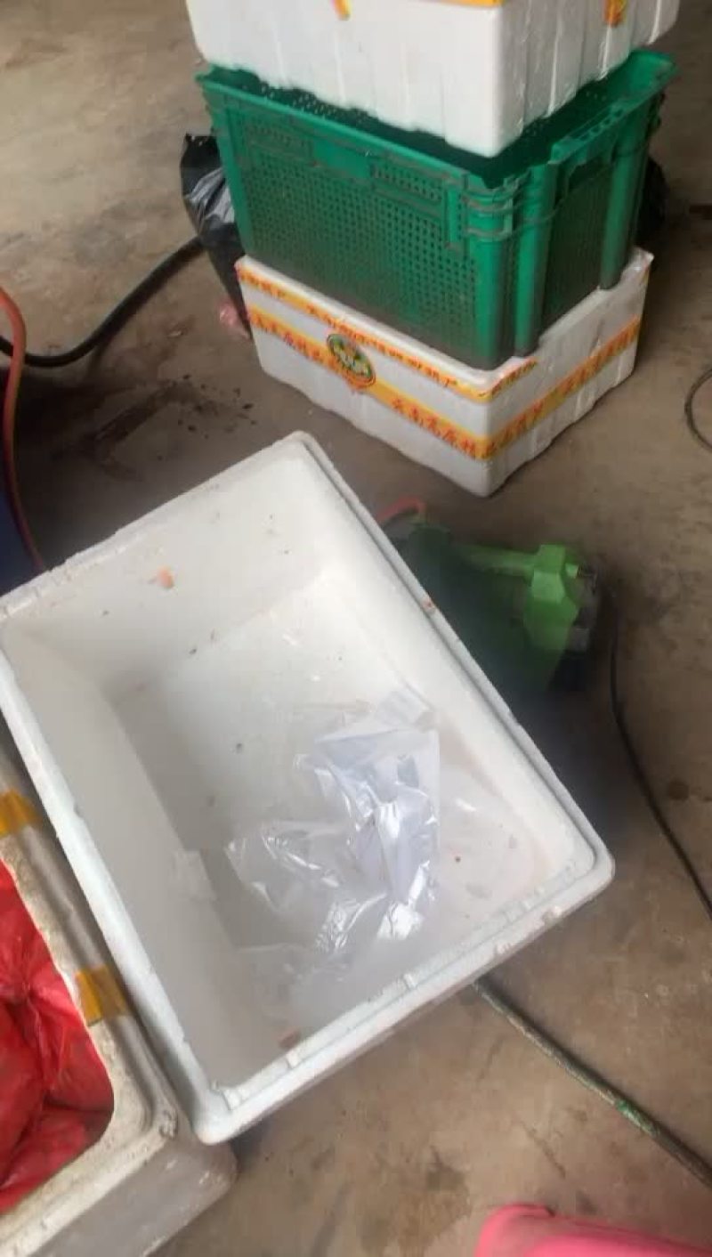 现杀新鲜鲤鱼籽诚信经营