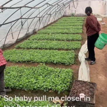 大丽花种球大丽花大丽花苗