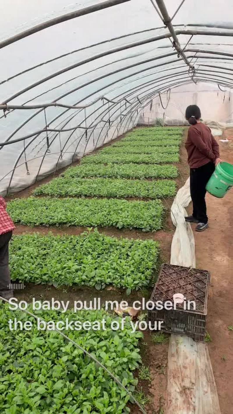大丽花种球大丽花大丽花苗