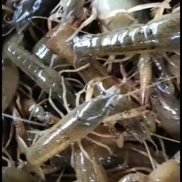 优质塘口小龙虾苗，火热预售中。