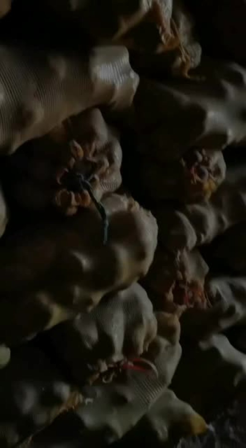 晋薯十六号一级种薯出售