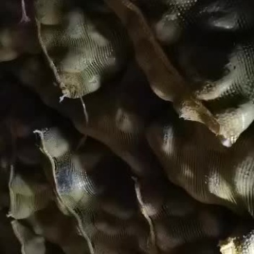 晋薯十六号一级种薯出售
