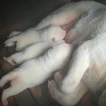 短毛下司犬师傅狗的后代