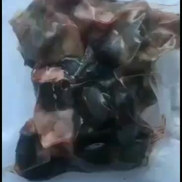 大量批发冷水乌龟草乌，乌龟肉
