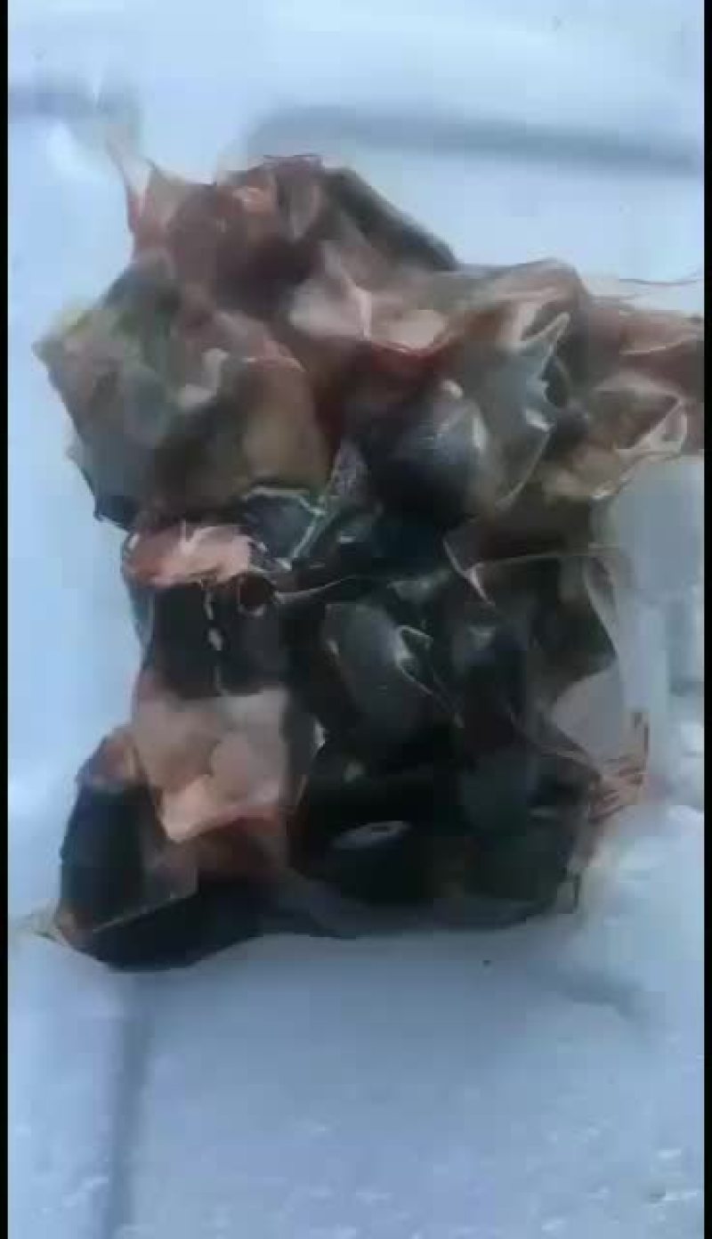 大量批发冷水乌龟草乌，乌龟肉