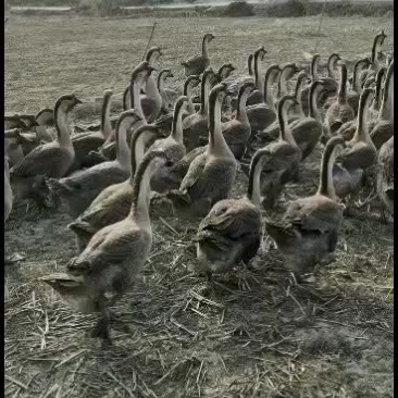合浦黑头黑脚狮头鹅苗