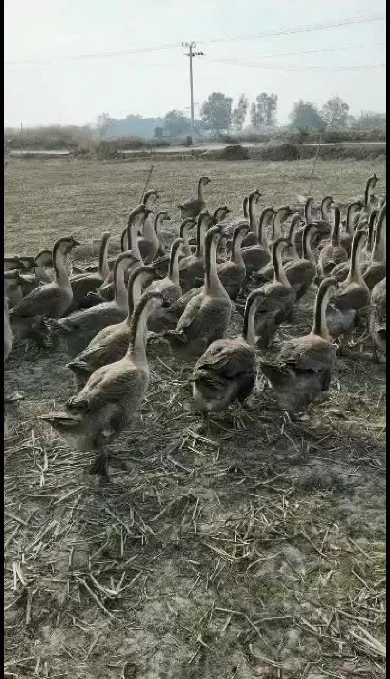 合浦黑头黑脚狮头鹅苗