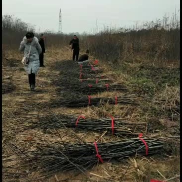 优质梨树苗，正在开挖