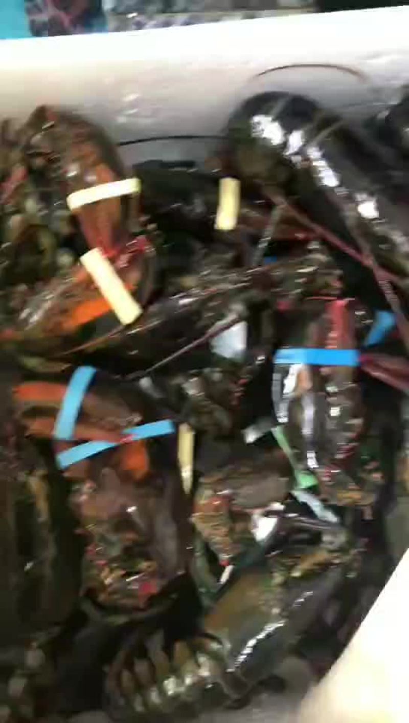 常年供应酒店，海鲜大咖，烧烤店大波龙