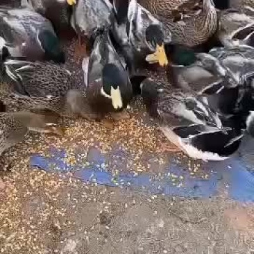玉米靓货青头鸭有看上的吗