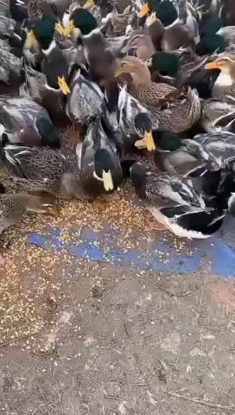 玉米靓货青头鸭有看上的吗