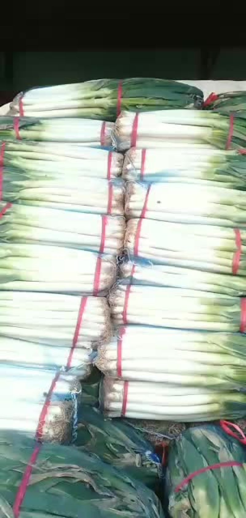 精品大葱毛葱大葱