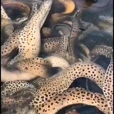 西沙深海野生鳗鱼1斤一5斤