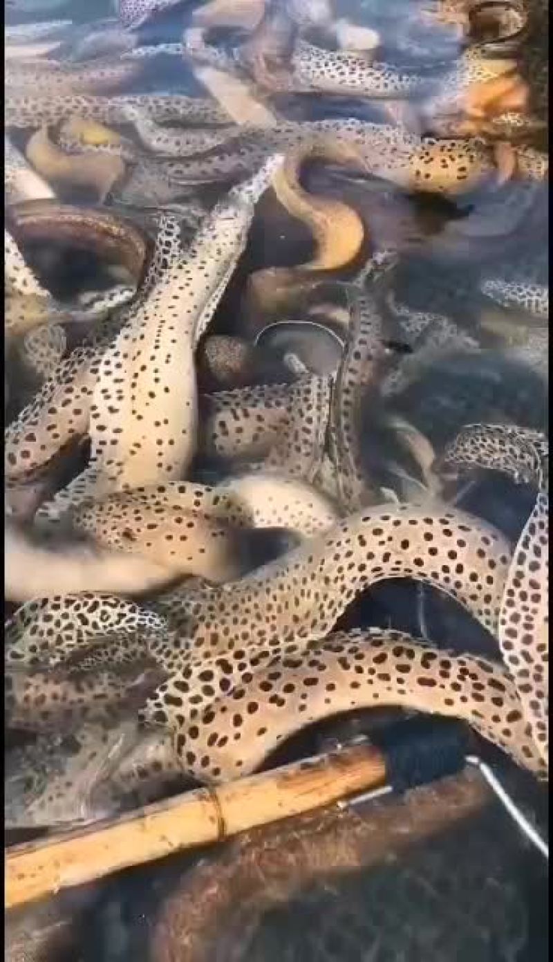 西沙深海野生鳗鱼1斤一5斤