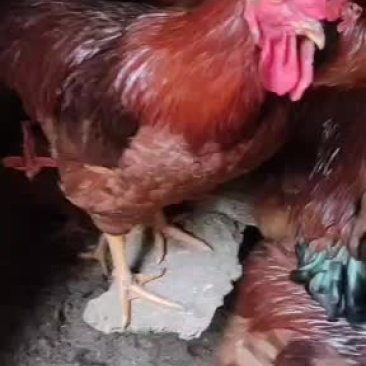 淘汰蛋鸡大红公鸡。。。