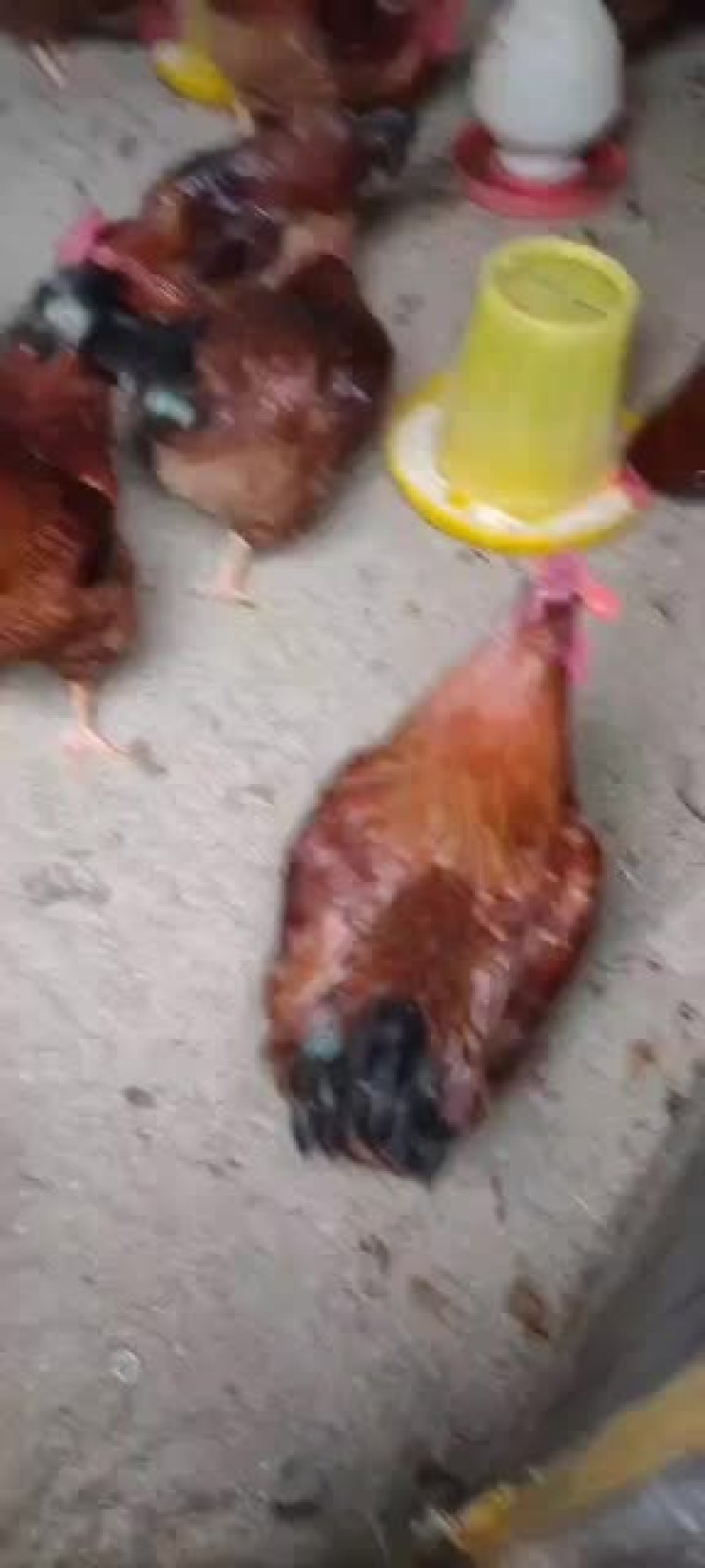 淘汰蛋鸡大红公鸡。。。