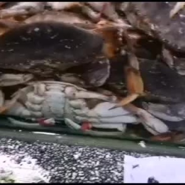 珍宝蟹冰鲜活体。。。。
