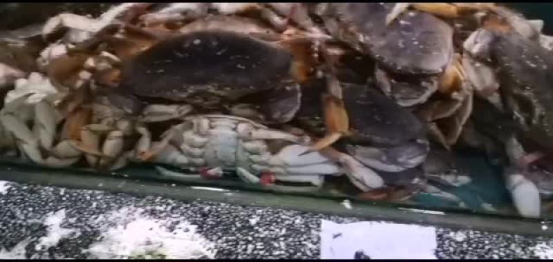 珍宝蟹冰鲜活体。。。。