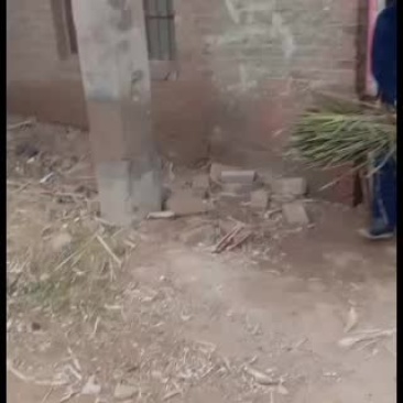 广西大灰黑皮甘蔗物美价廉开始发车中