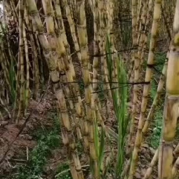 黄皮甘蔗，清甜，还有量