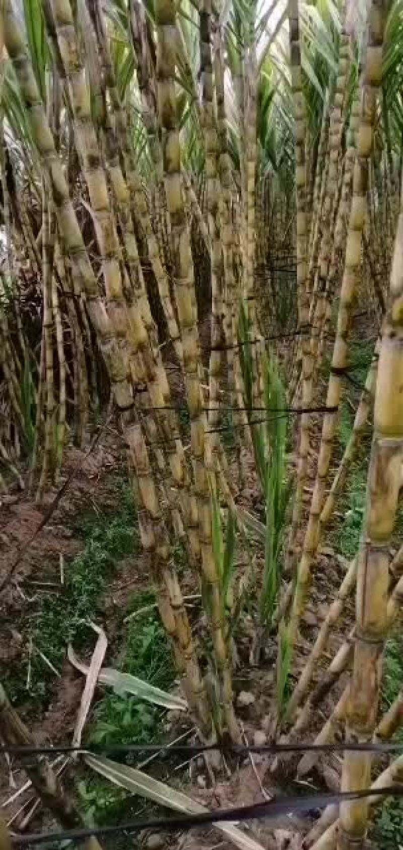 黄皮甘蔗，清甜，还有量