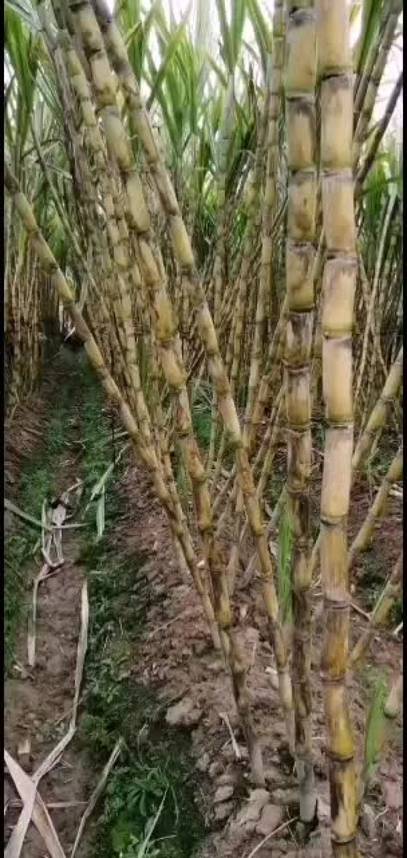 黄皮甘蔗，清甜，还有量