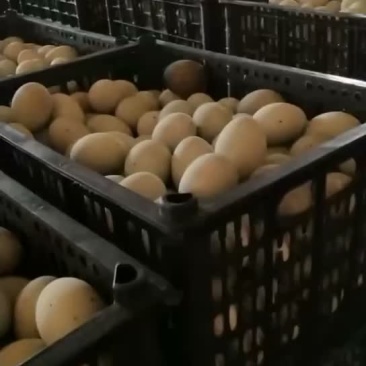 厂家大量直销松花蛋等等