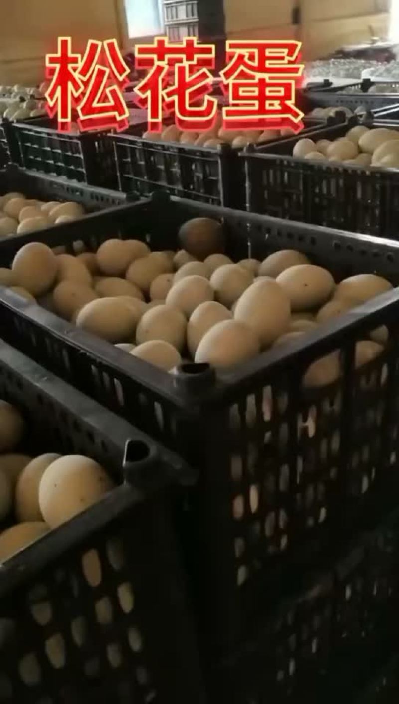厂家大量直销松花蛋等等
