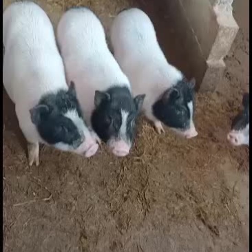 巴马香猪，广西南宁崇左扶绥巴马香猪