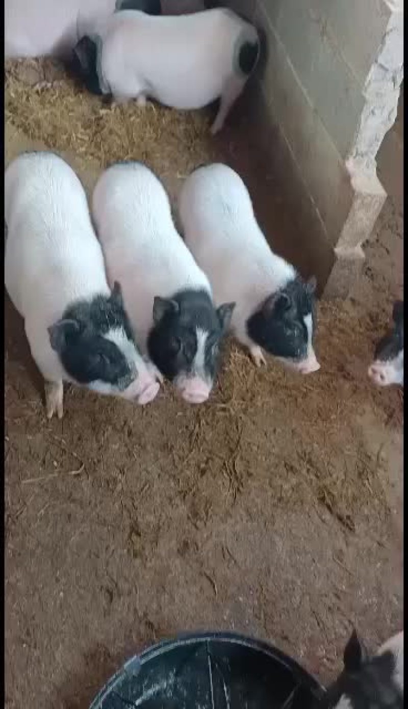 巴马香猪，广西南宁崇左扶绥巴马香猪