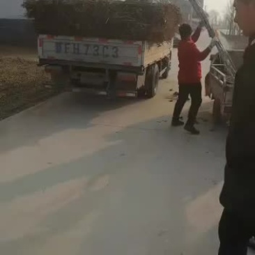 白杨树苗杨树苗植树造林8毛钱一颗的无絮杨树苗