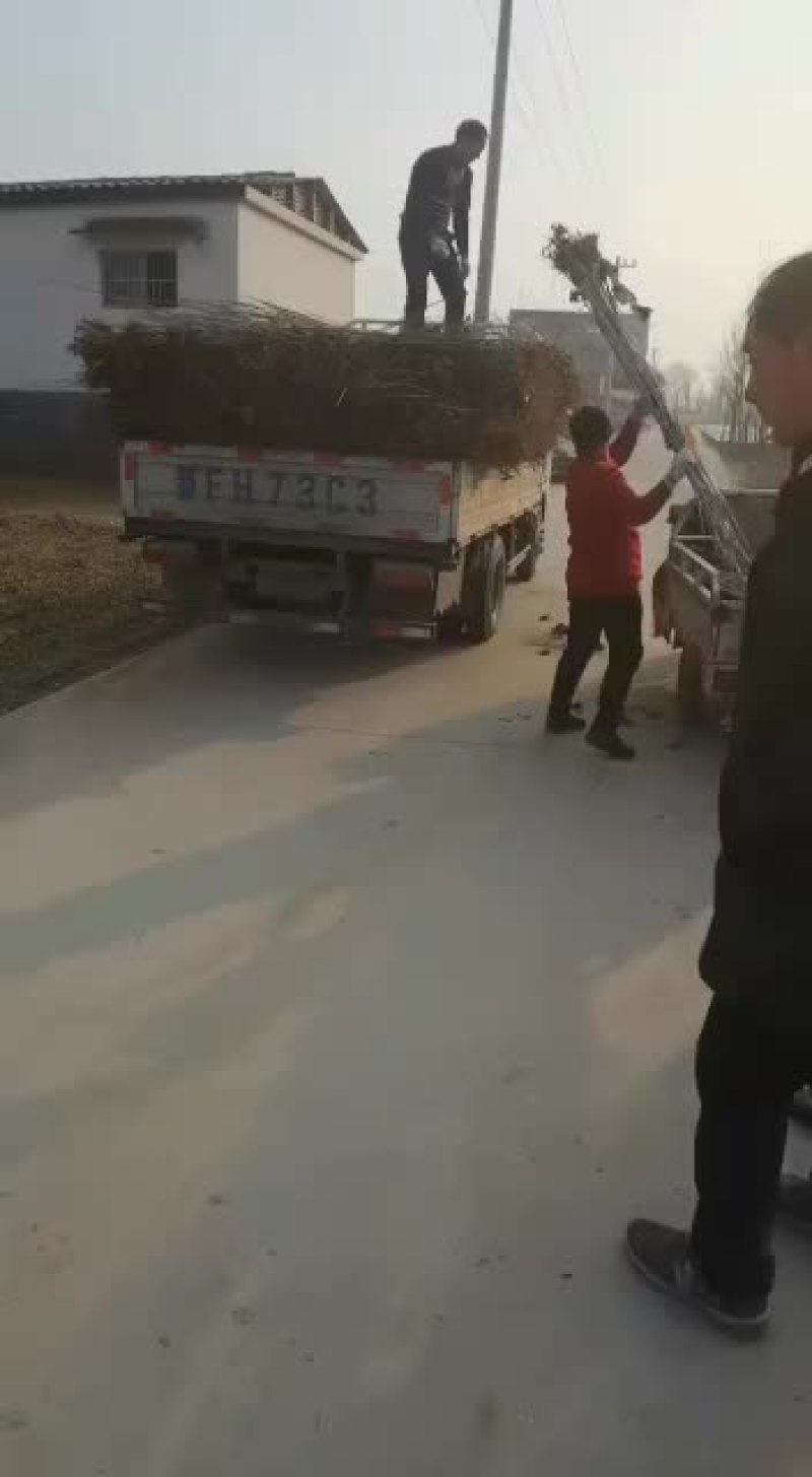 白杨树苗杨树苗植树造林8毛钱一颗的无絮杨树苗