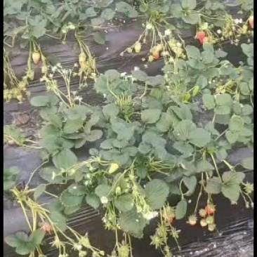 章姬奶油草莓第一批果欢迎采购