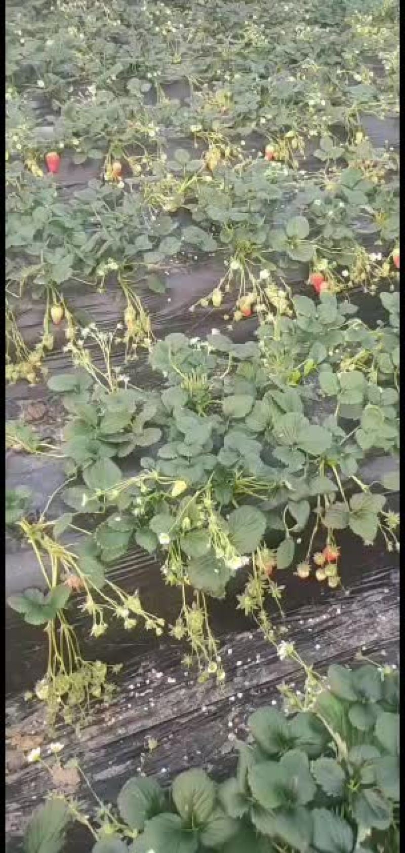 章姬奶油草莓第一批果欢迎采购