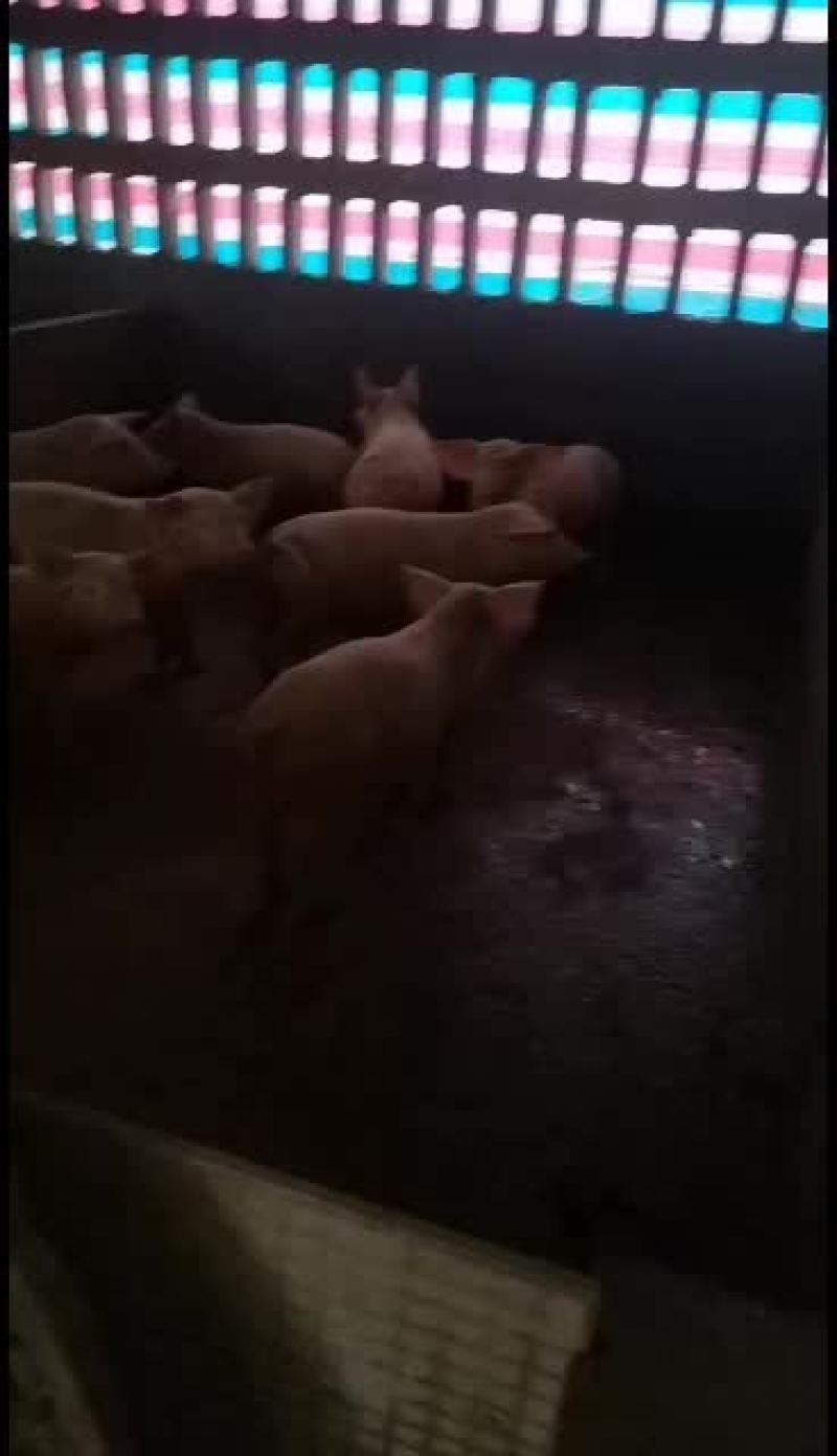 长期大量供应健康优质猪苗，品种齐全，应有尽有。