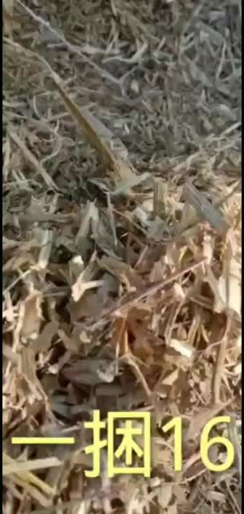 玉米秸杆揉丝草包，草球