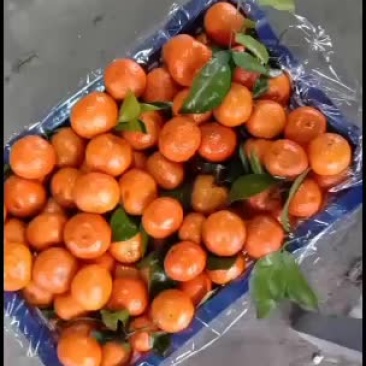 专业代办南丰砂糖橘。