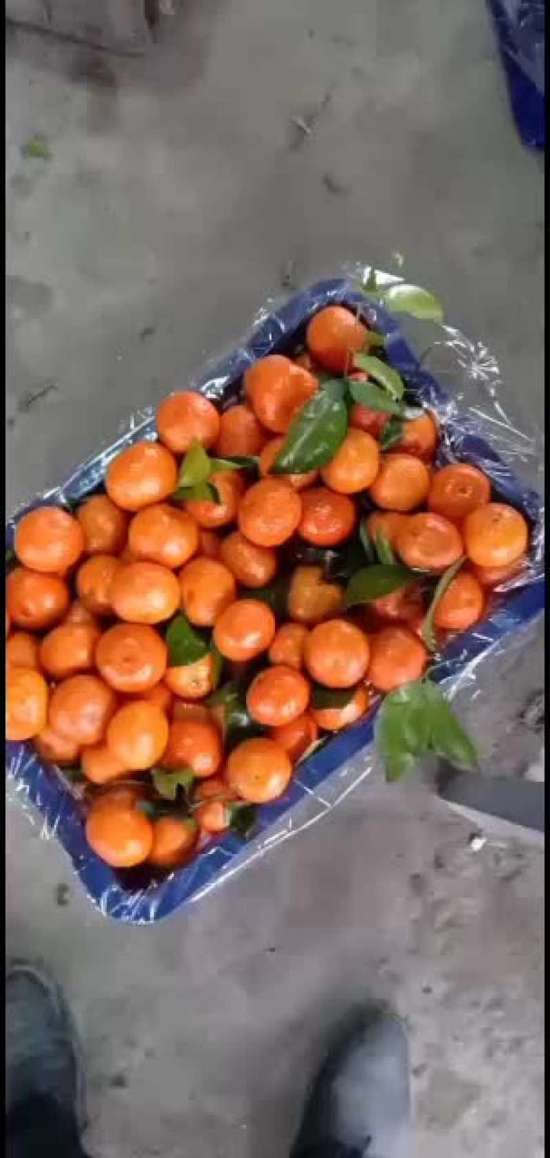 专业代办南丰砂糖橘。