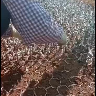 水晶葡萄苗，嫁接成功，王国利90%